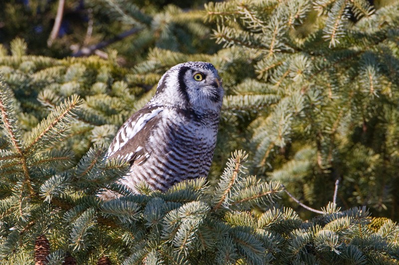IMG_6671c.jpg - Northern Hawk-Owl (Surnia ulula)